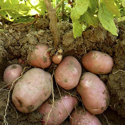 Cinco Valles - melipilla