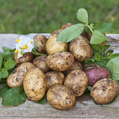 Cinco Valles - melipilla